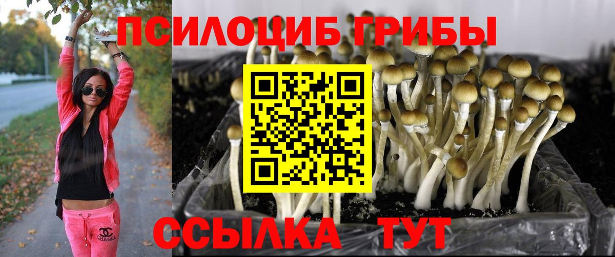 где найти наркотики  Псилоцибиновые грибы Psilocybe  Вход с VPN  Арсеньев 